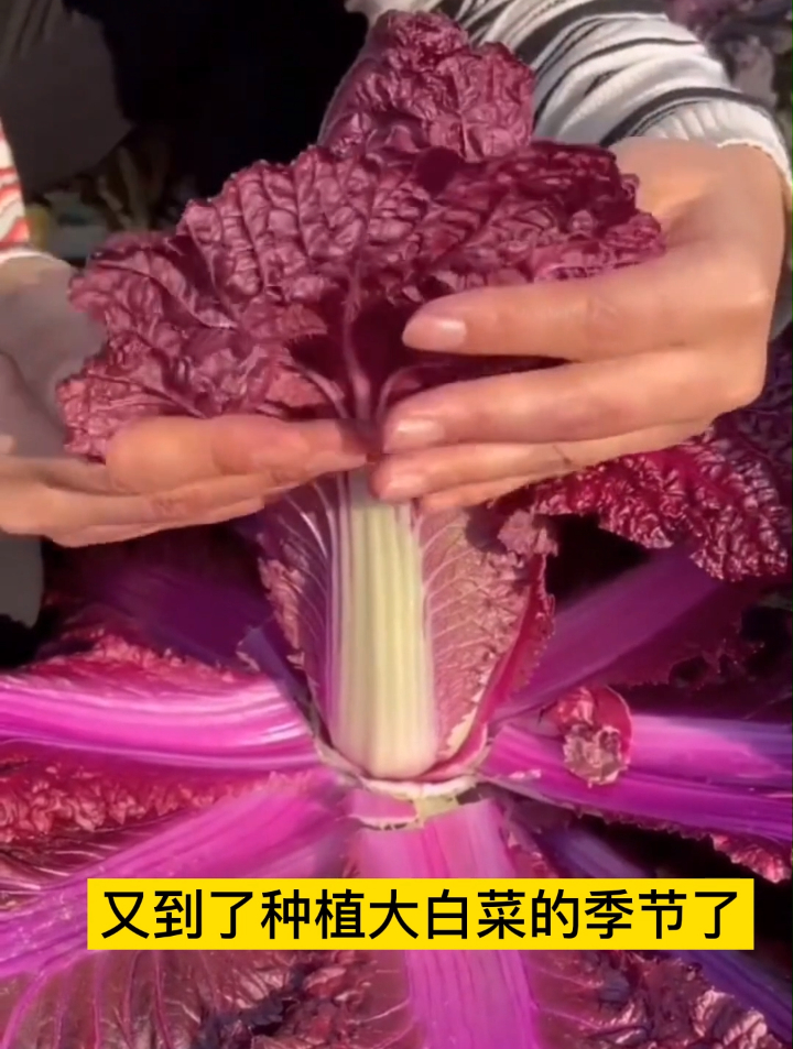 我来教你怎样才能种出又大又好吃的紫白菜