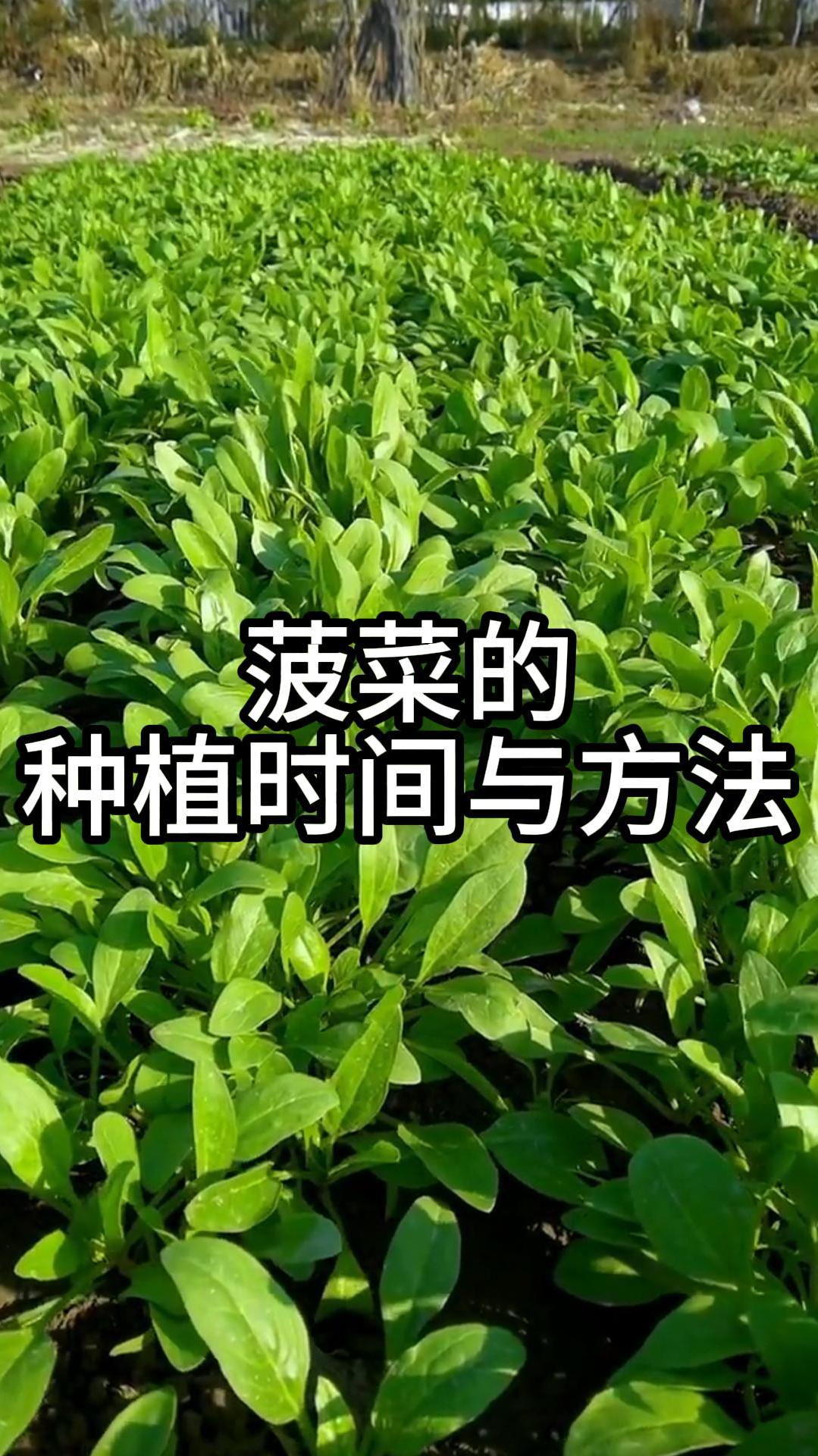 菠菜种植时间与方法