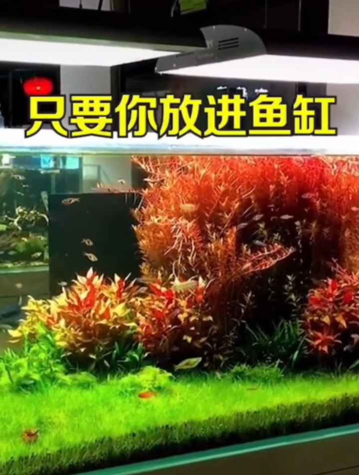 鱼缸用什么鱼除藻?三大好养出除藻吃垃圾工具鱼,还你干净鱼缸