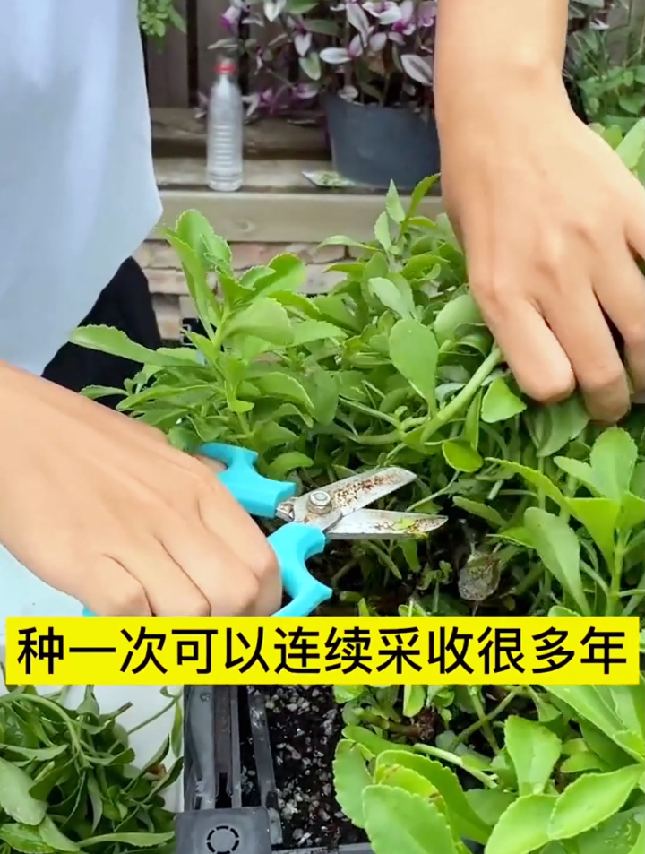 养心菜超市卖的贵,菜园种植却非常简单,1分钟学会种植小妙招!