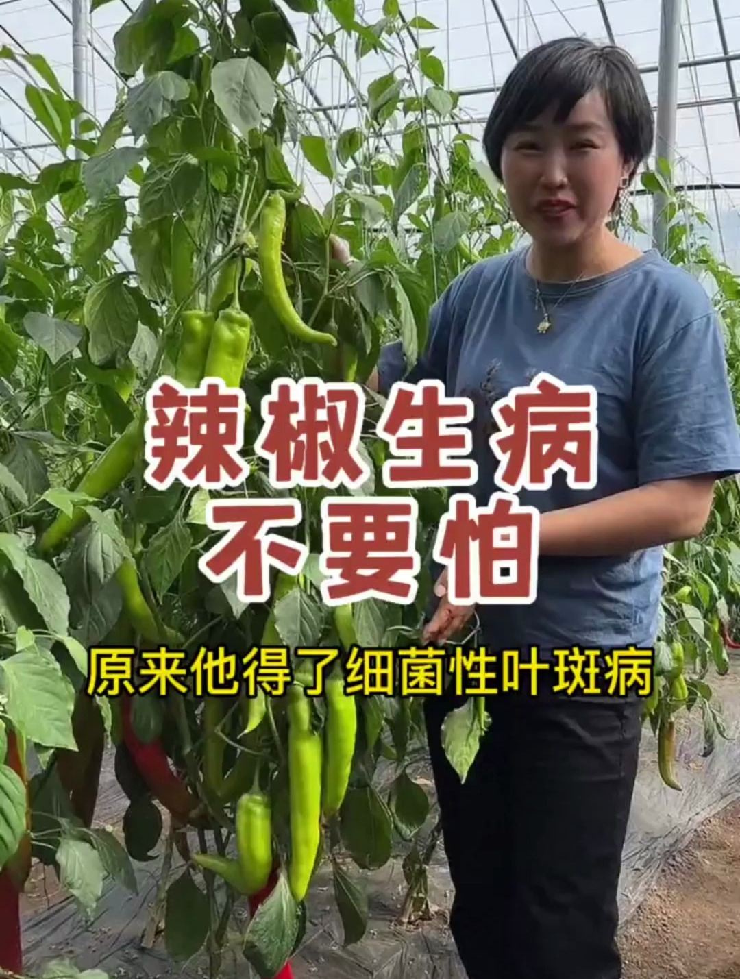 你家种的辣椒有没有这种情况