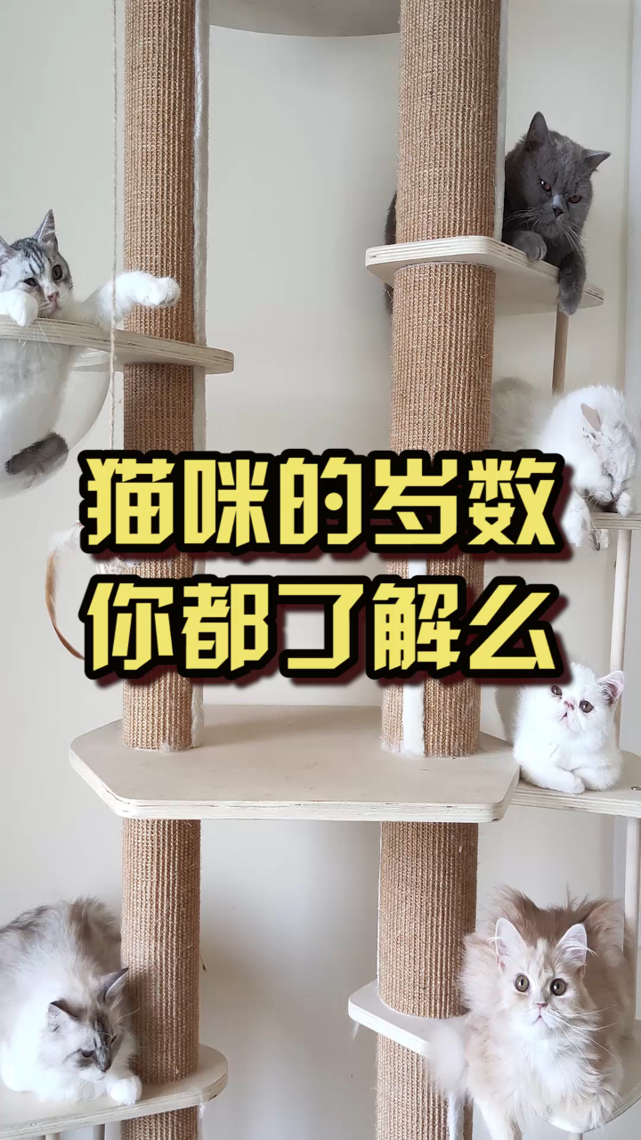 可笑!猫咪也有斗鸡眼?是什么导致的?