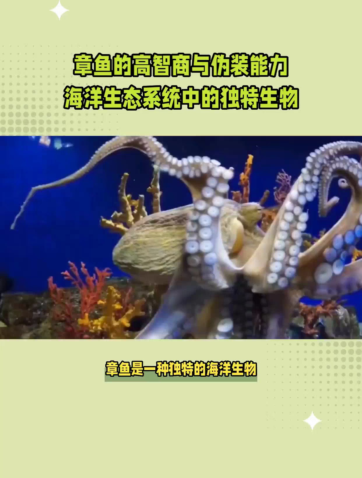 章鱼的特点是什么