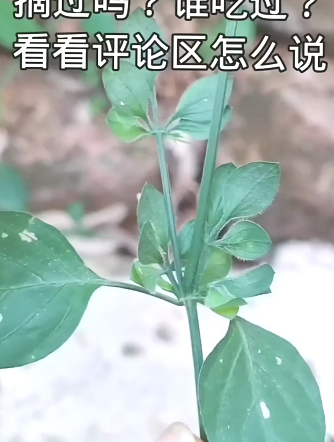 植物狗肝菜又叫九头狮子草乌面草