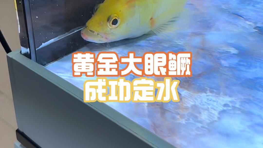 黄化大眼鳜定水成功,顺利入缸!喜欢就值得,不喜欢就是一个菜!