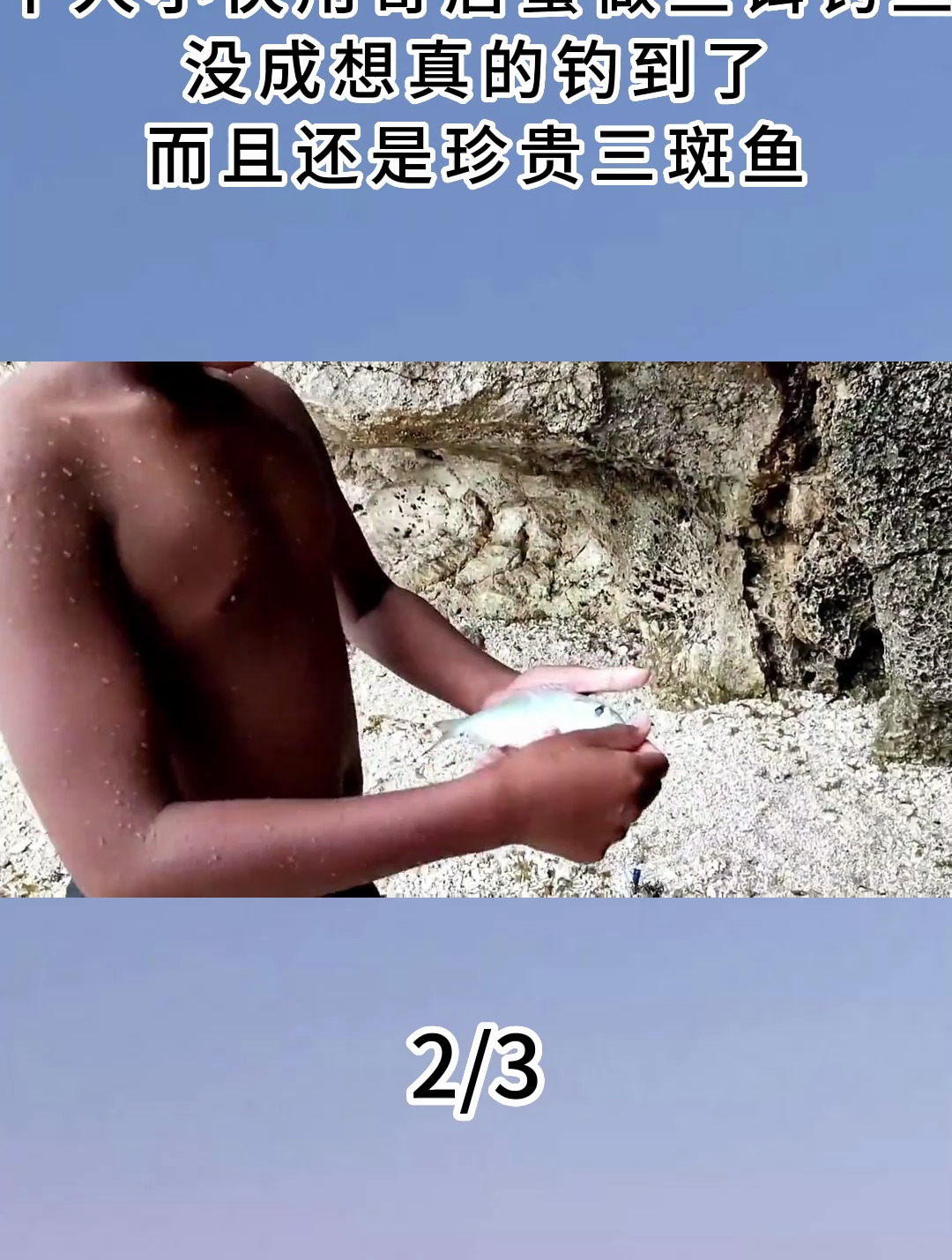 牛人用寄居蟹做鱼饵钓鱼,没成想真的钓到了,而且是珍贵三斑鱼2