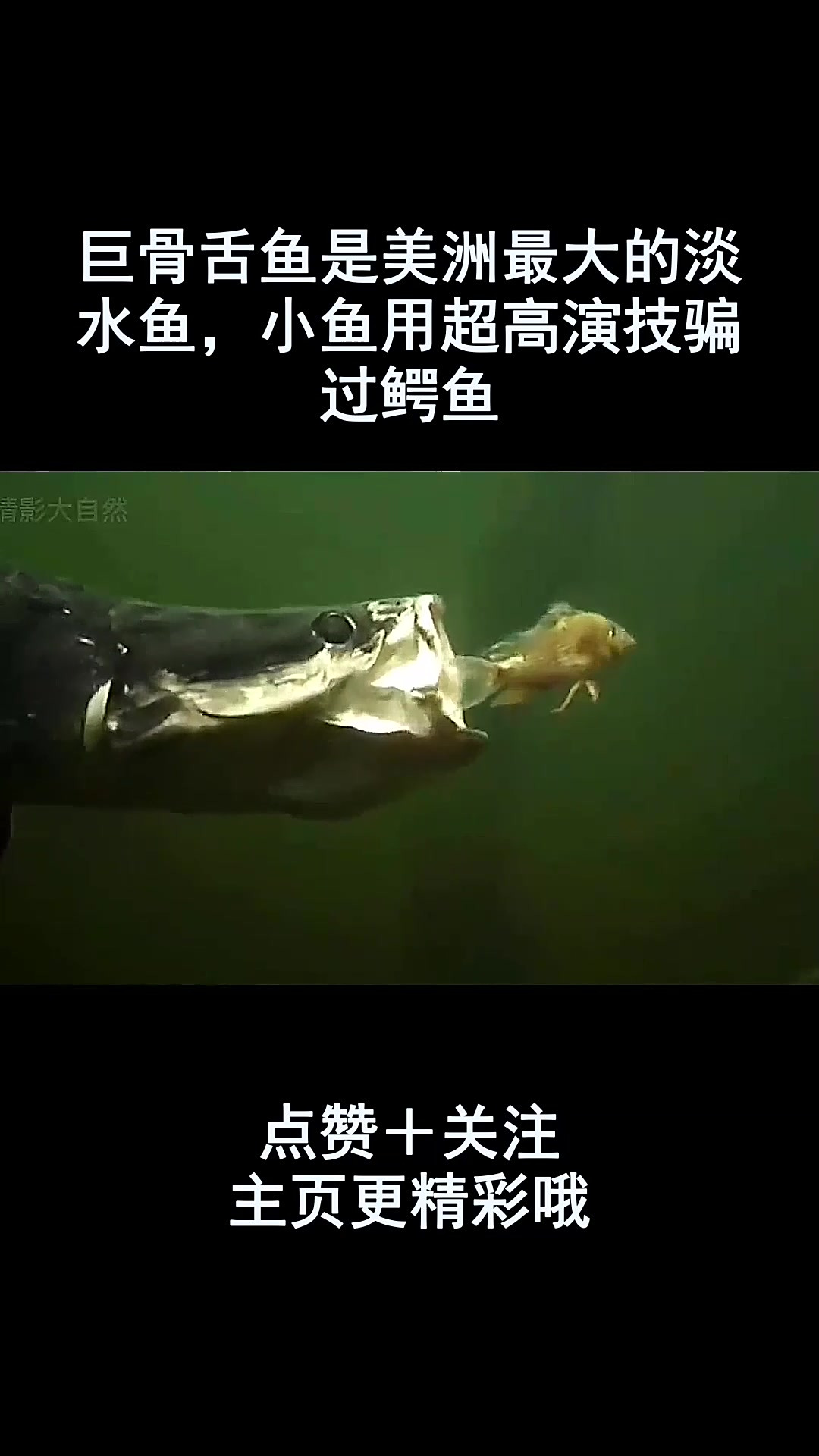 巨骨舌鱼是美洲最大的淡水鱼,小鱼用超高演技骗过鳄鱼