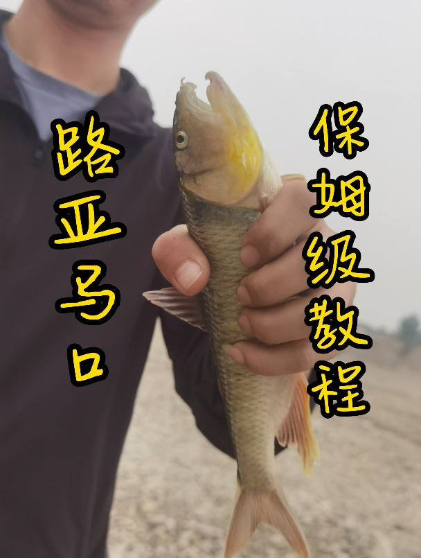 路亚马口从习性到装备标点的选择保姆级教程