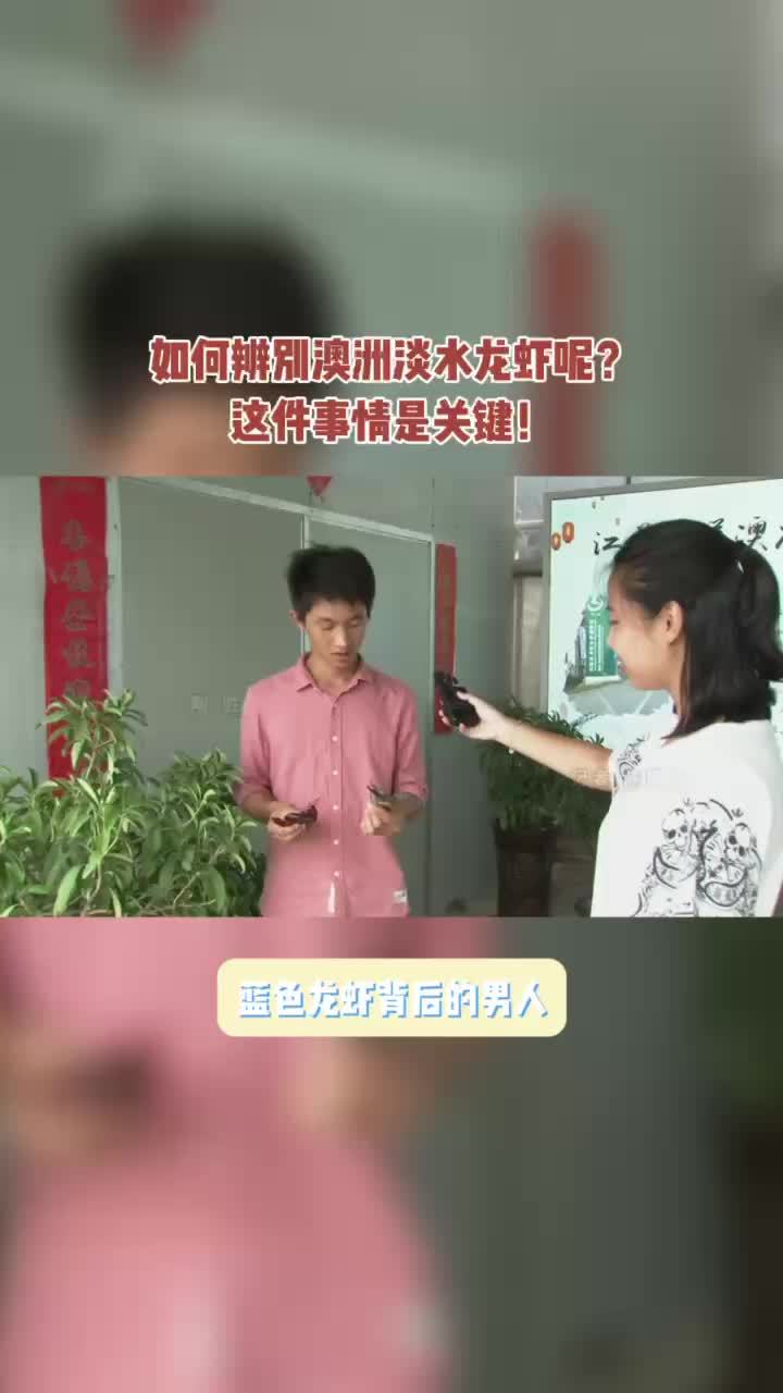 如何辨别澳洲淡水龙虾呢?这件事情是关键!