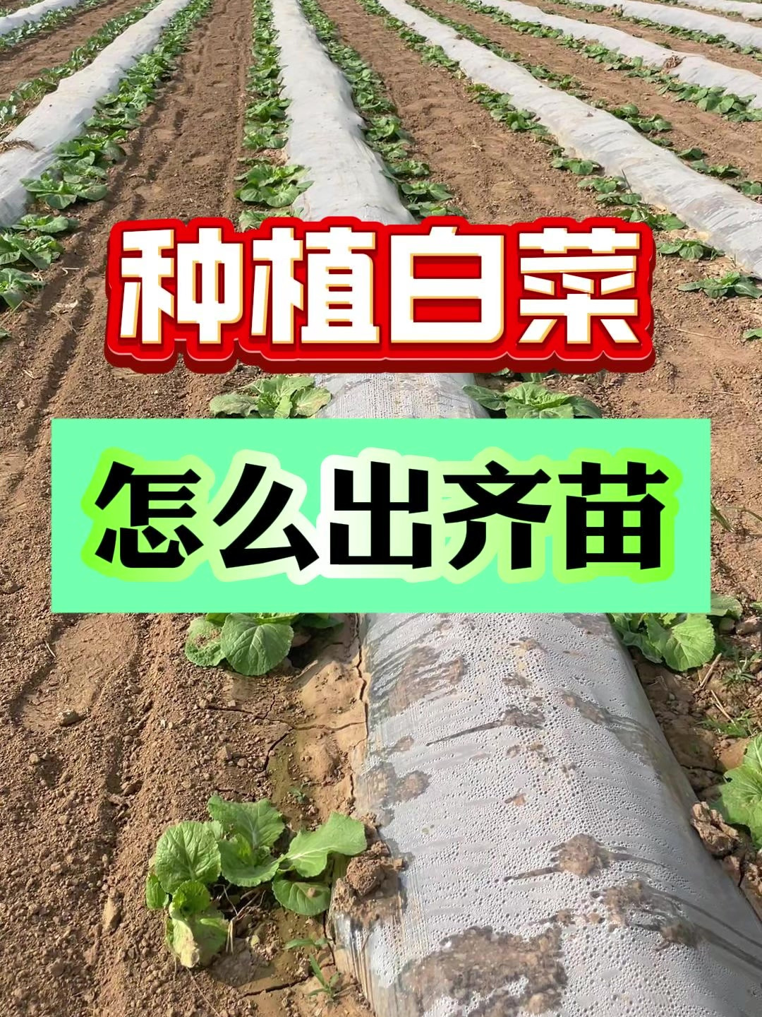 种植大白菜怎么出齐苗