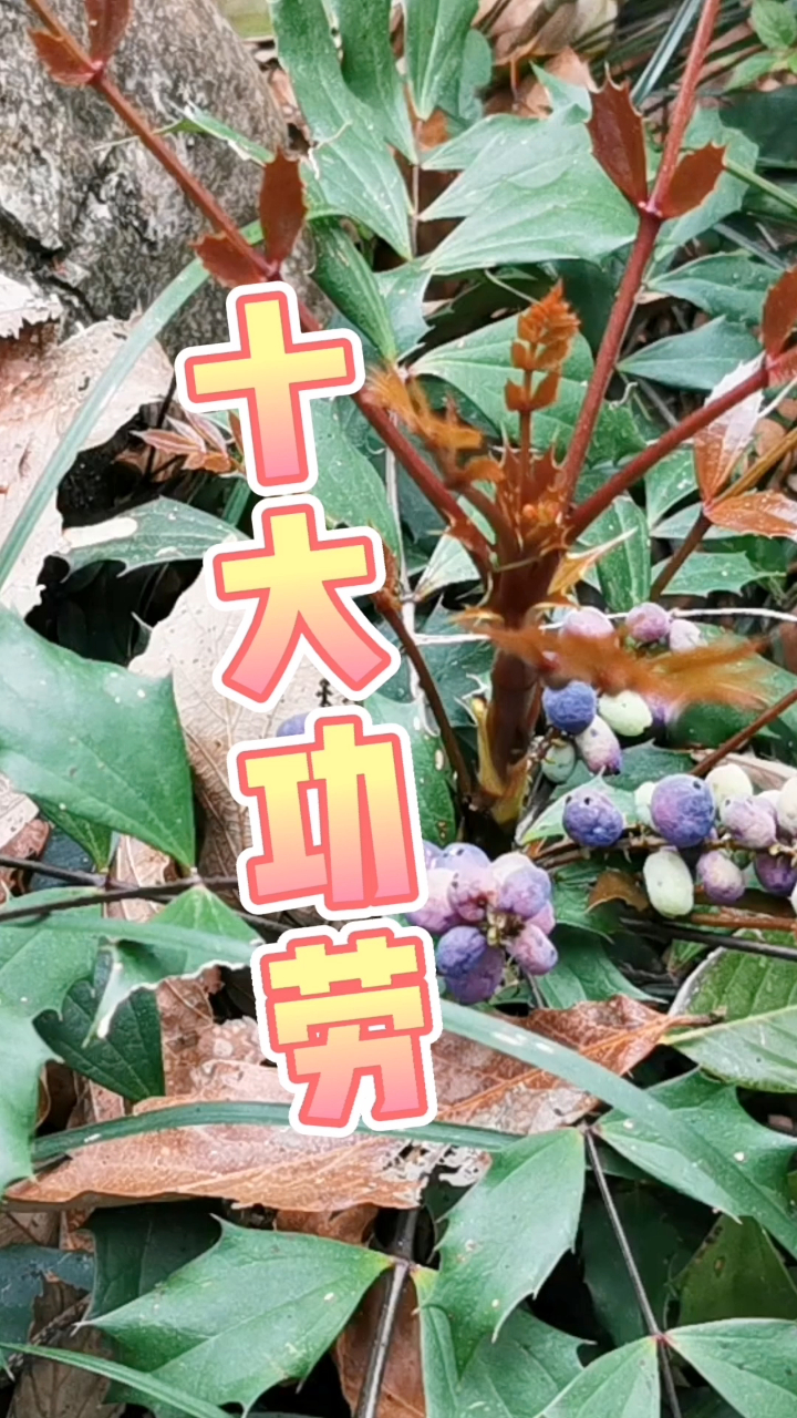 十大功劳你认识吗?贵州山林里有野生,药用价值非常高哟!