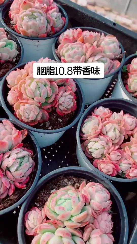 多肉植物带香味的贝瑞