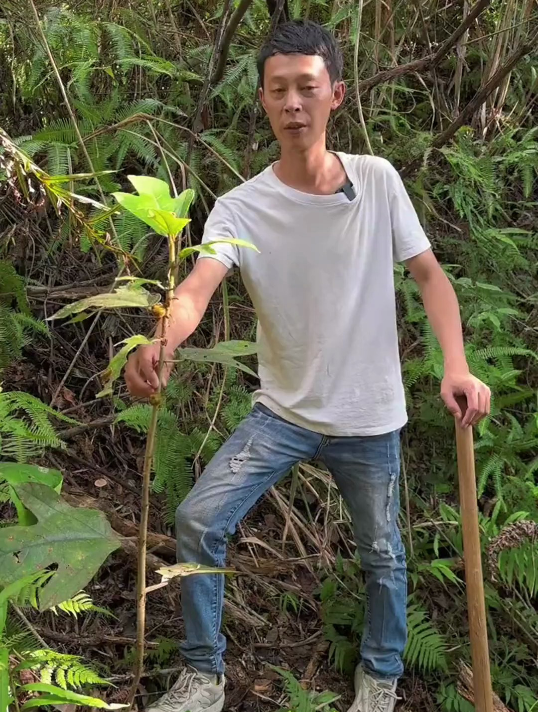 五指毛桃煲鸡汤,一周一次,腿脚有劲,精神好