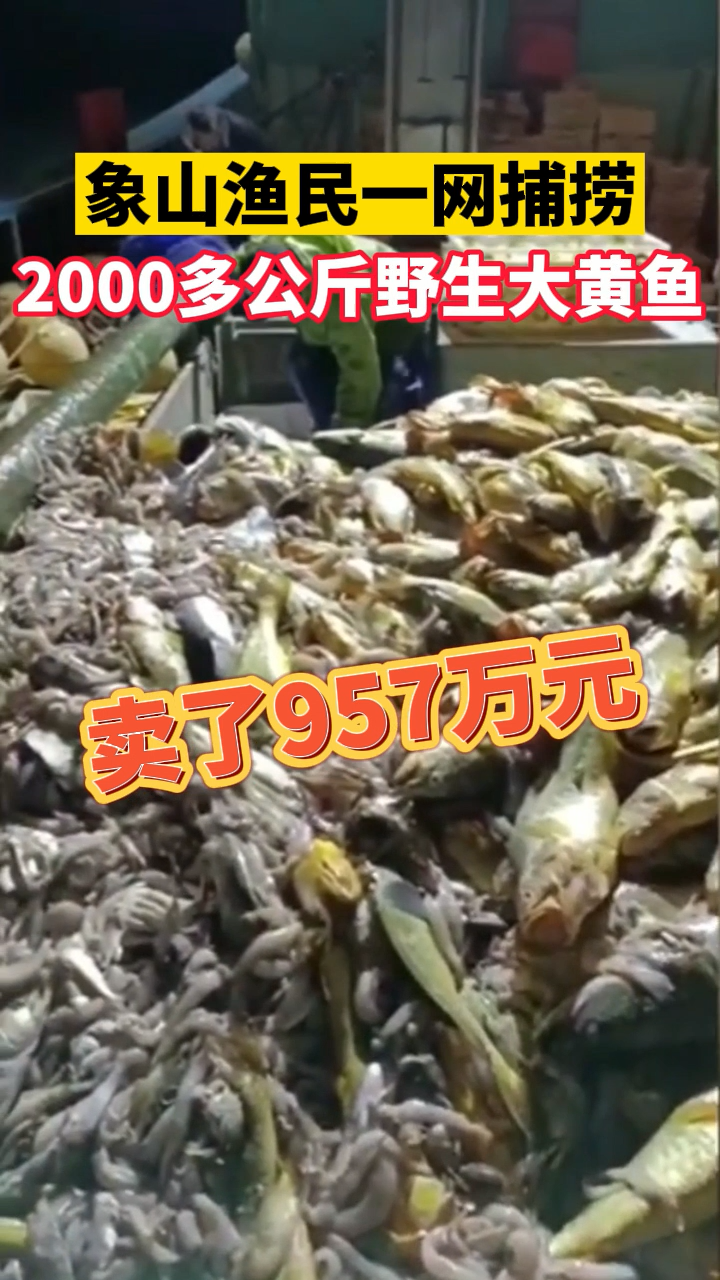 象山渔民一网捕捞2000多公斤野生大黄鱼,卖了957万元 大黄鱼 渔民