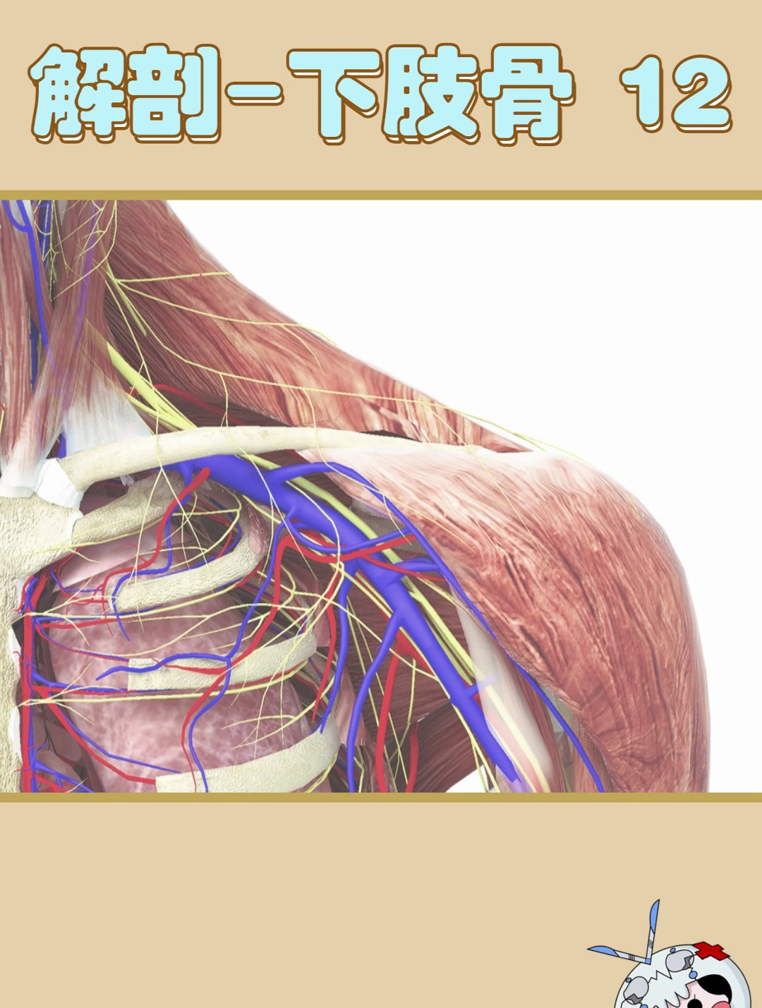 维萨里3D解剖app:关于下肢骨的解剖