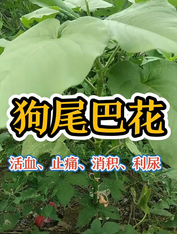 红蓼 别名:红草。功效:活血、止痛、消积、利尿
