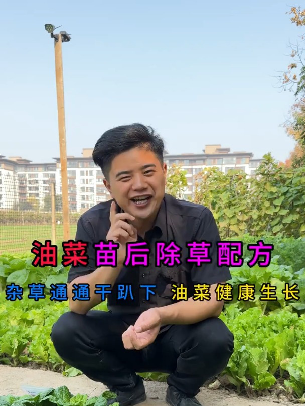 油菜地杂草再多,您都不要在发愁了,给大家找到了这个专用配方