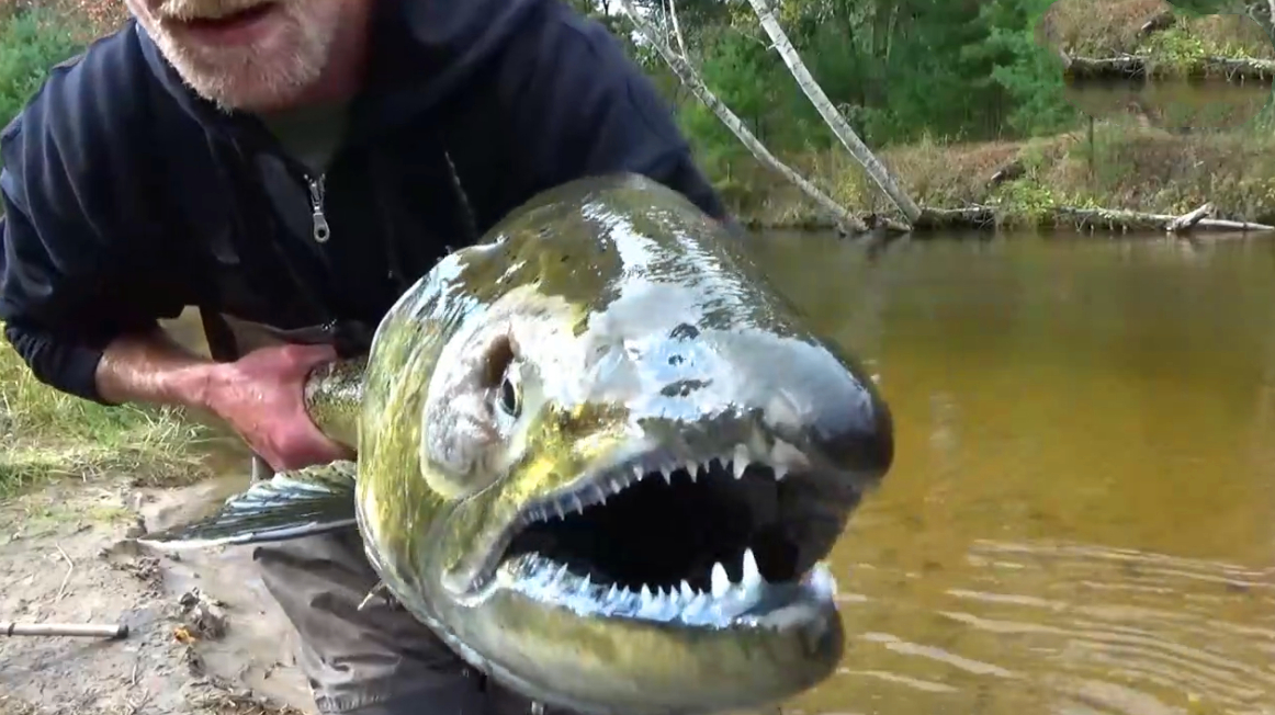 60岁老大爷河中钓到怪家伙,鱼嘴上长满牙齿,比食人鱼还可怕!