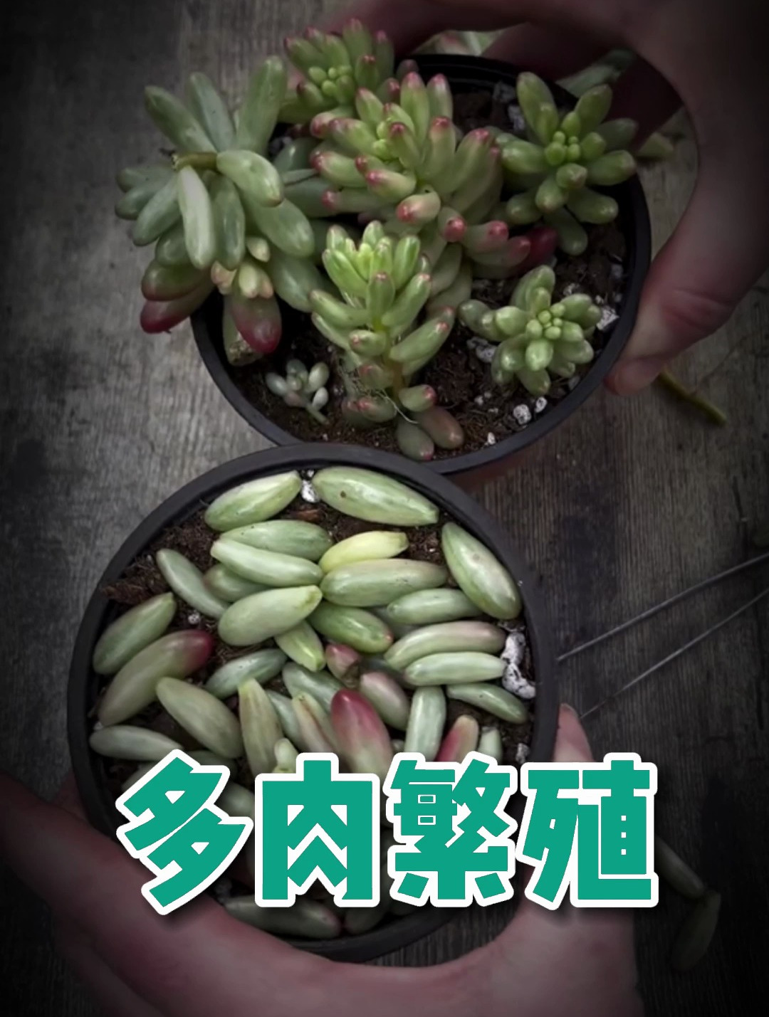 多肉容易徒长,但也容易繁殖呀!