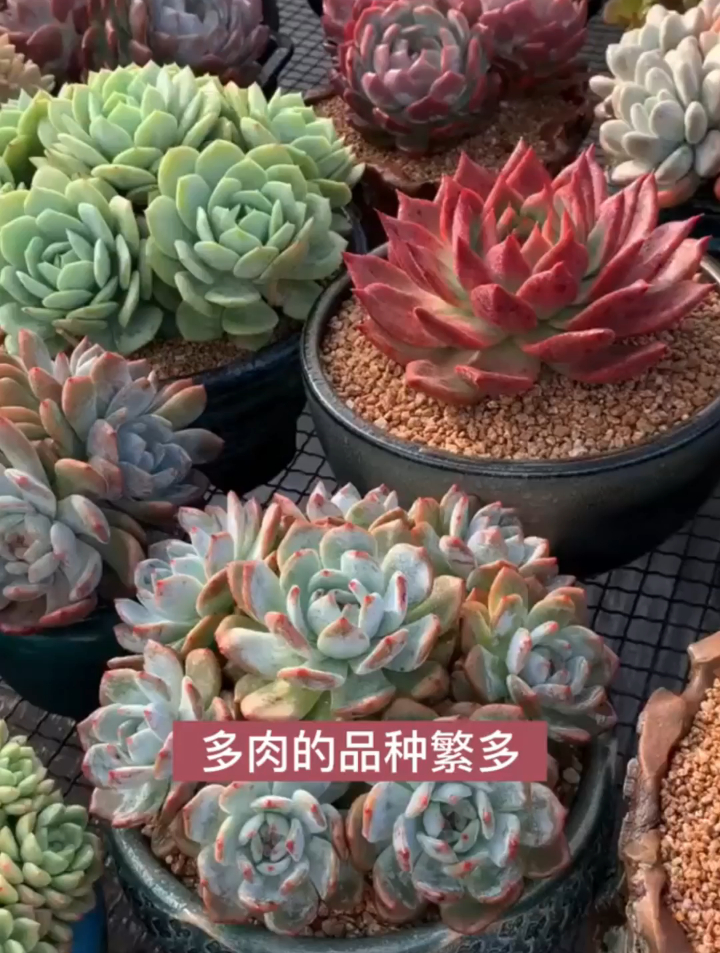 多肉不同的品种有不同的美丽,你认识几种?今天来认识几种常见的