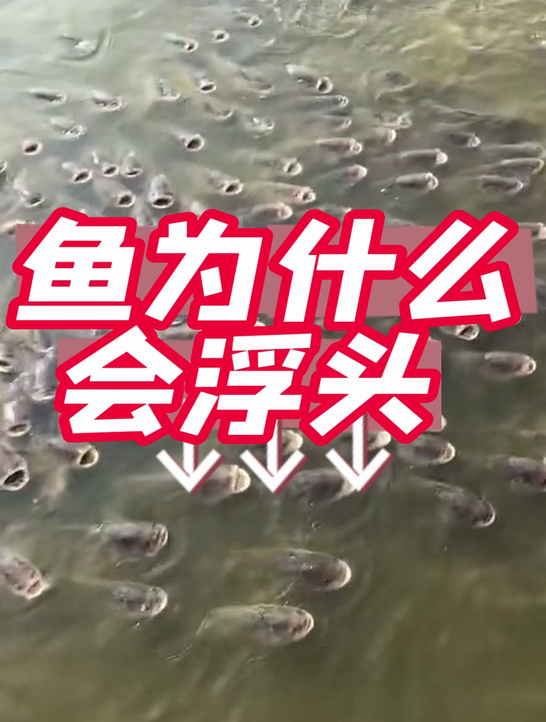 鱼为什么会浮头?你知道原因吗?别被误导了!