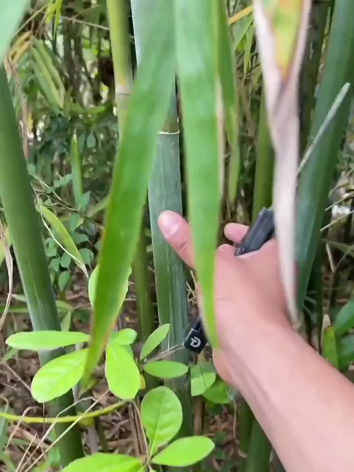 制作多功能捕鱼笼获取食物,利用贝壳烧制石灰驱赶蚊虫!