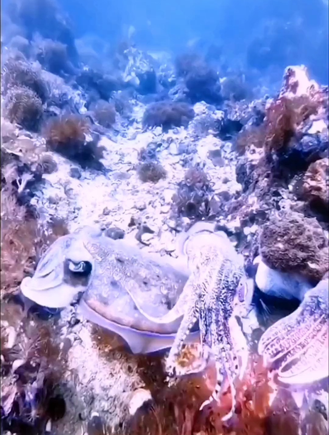 海底世界物种繁多鱿鱼,乌贼,章鱼怎么也分不清