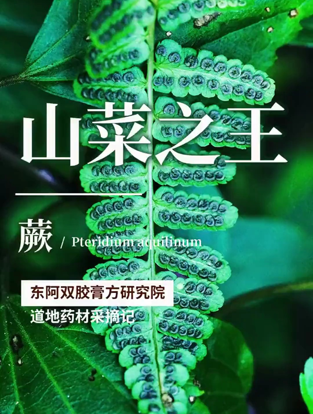 蕨这味中草药被人们称为“山菜之王”,价值极高