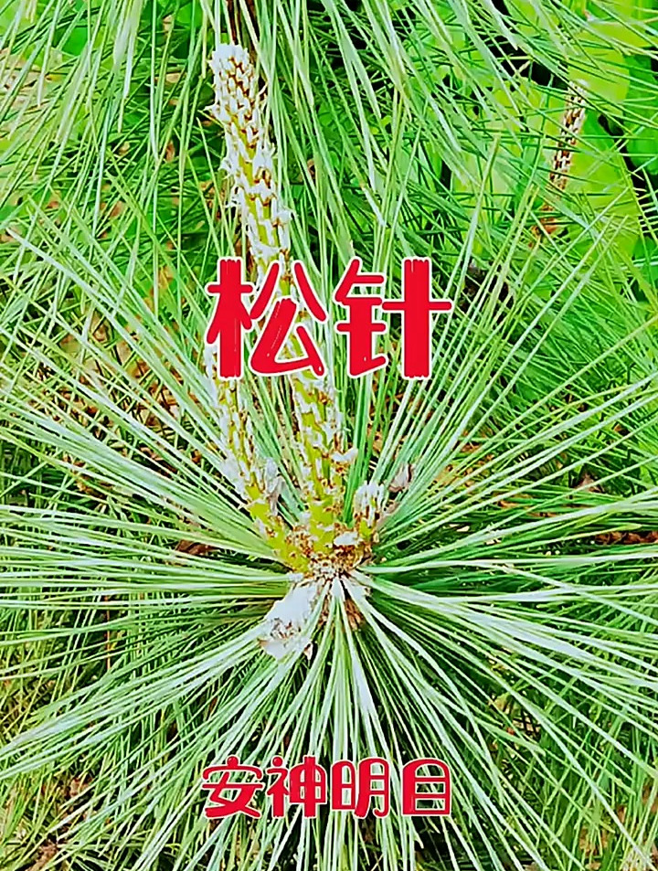 松针的功效有哪些?