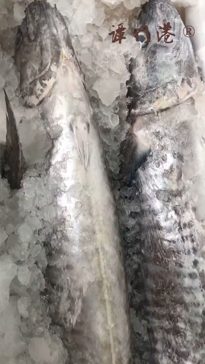 海南潭门马鲛鱼,康氏马鲛鱼,也称扁鲛