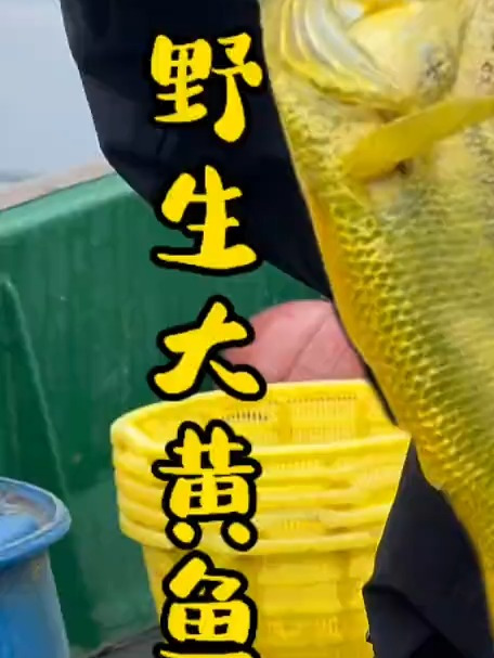 出海钓野生大黄鱼