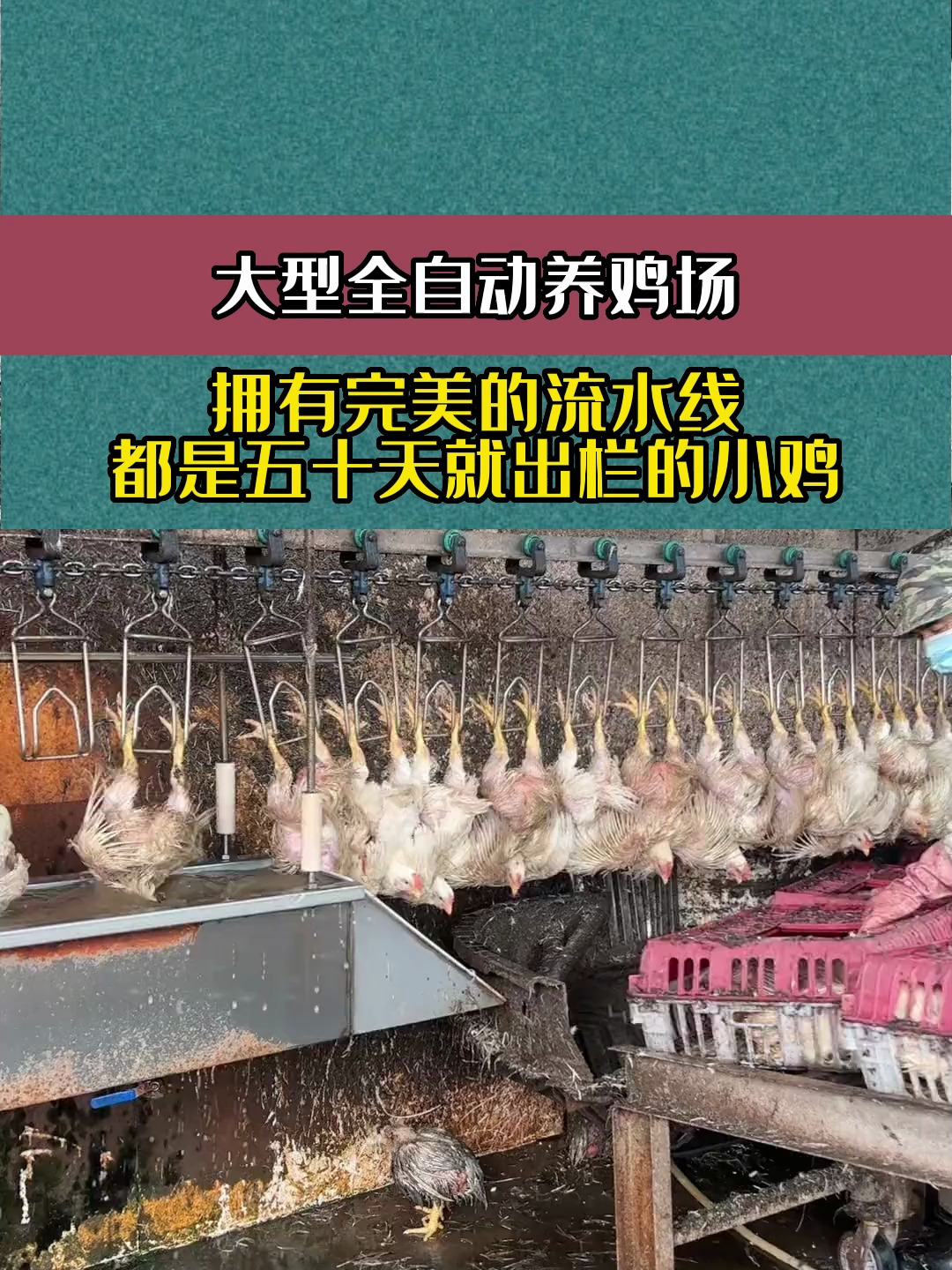 大型全自动养鸡场,拥有完美的流水线,都是五十天就出栏的小鸡