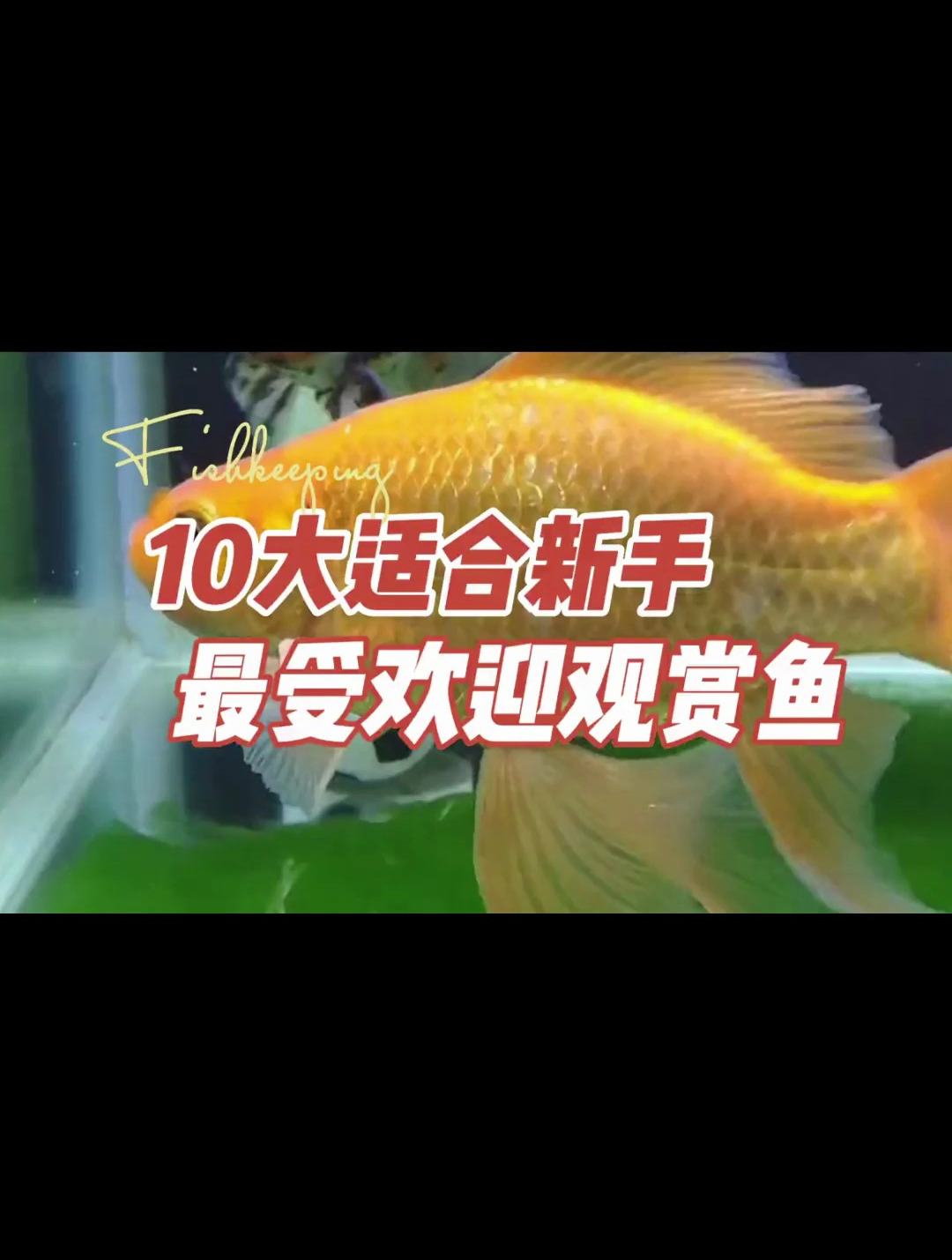 十大最受新手欢迎的观赏鱼竟然是这些?你知道哪几种?