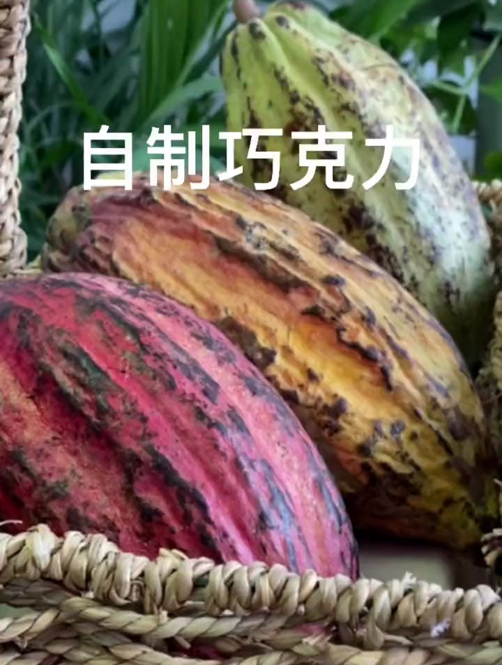 买了可可果做巧克力,可可豆发酵的过程太酸爽了