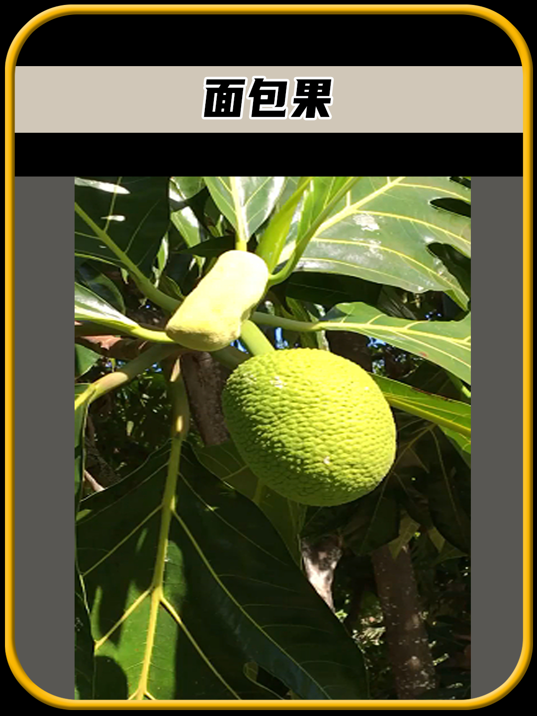 原来书上说的面包果长这个样子,真的以为是长在树上的面包呢
