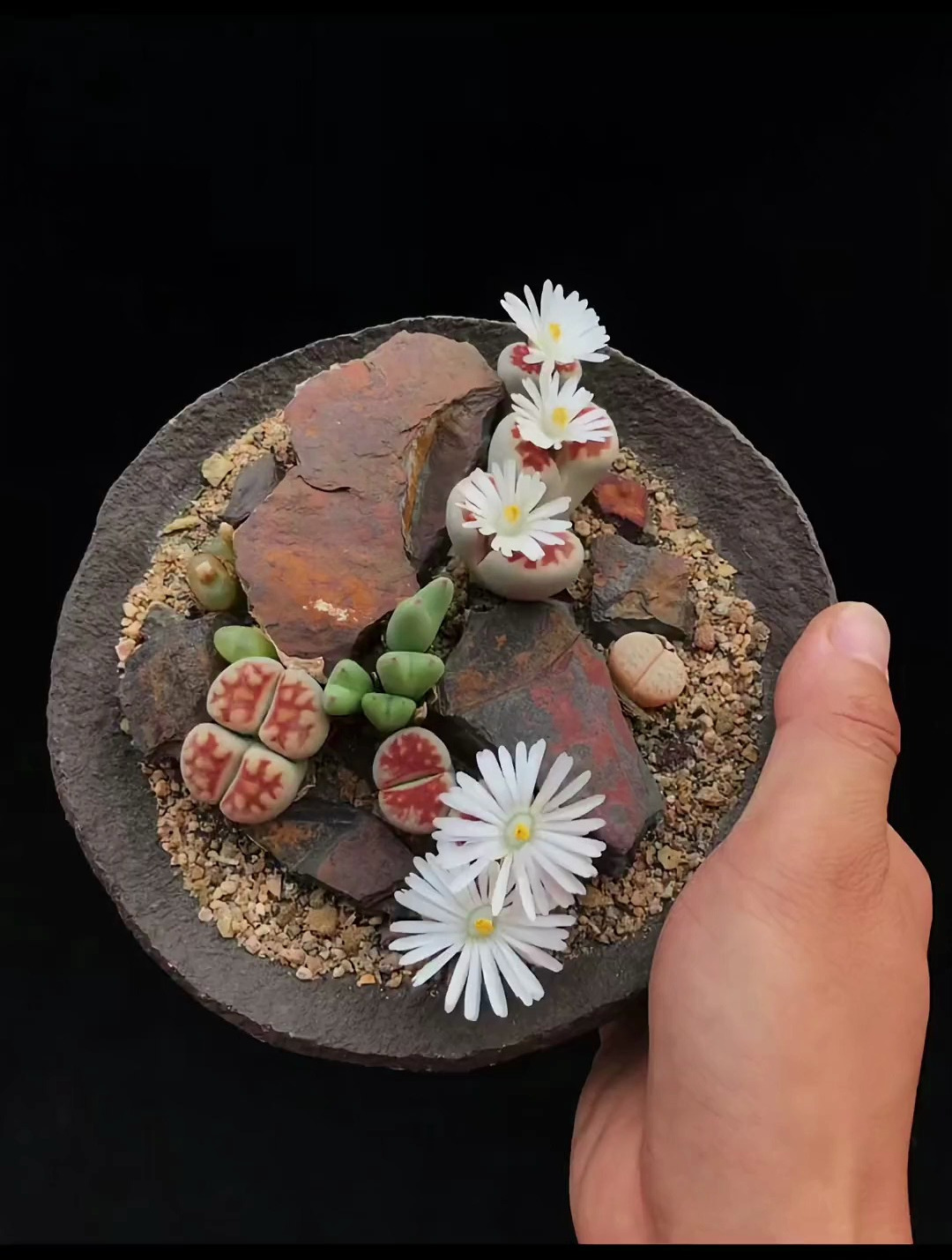 荒凉与生机系列12号作品 多肉盆景一盆一景翻新