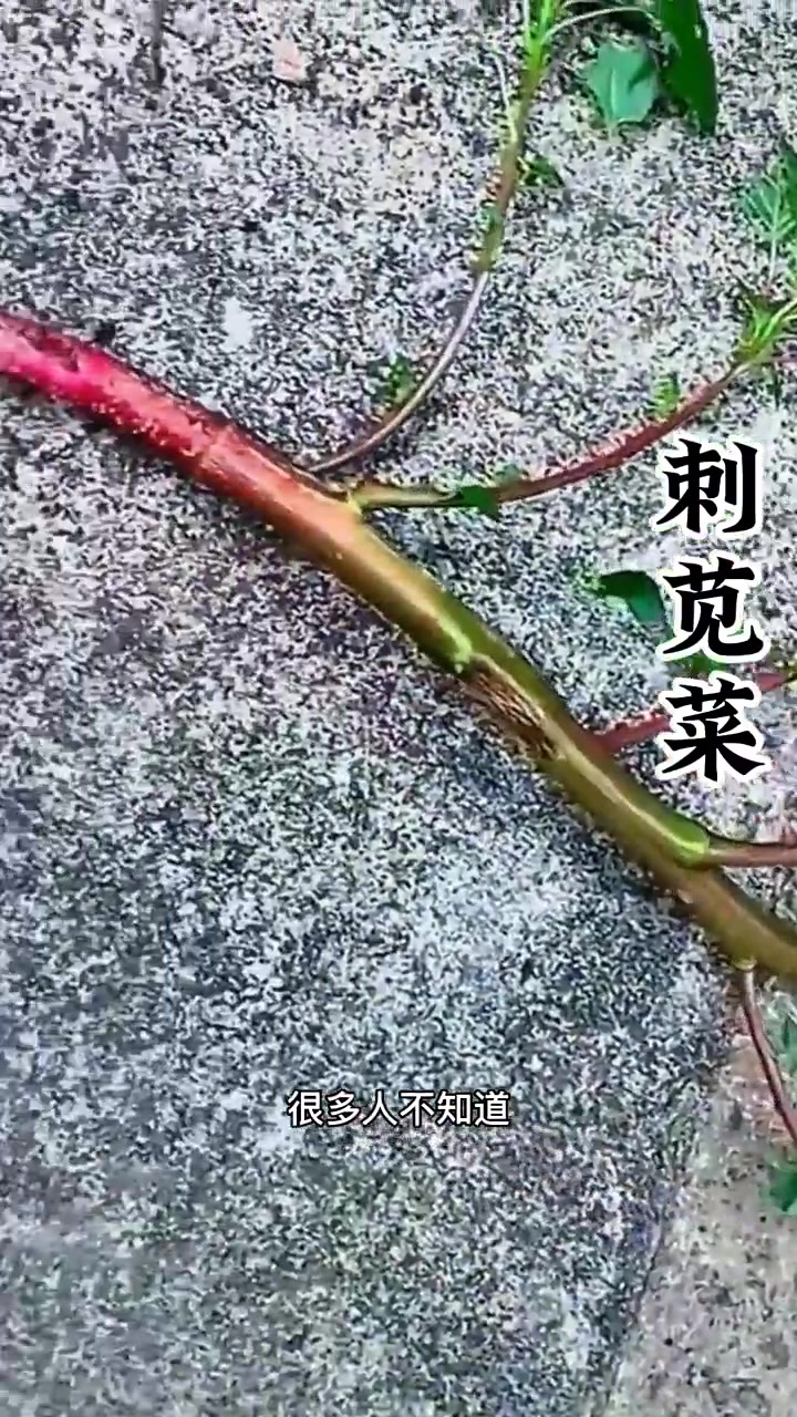 刺苋菜,也称野苋菜,猪母刺,白刺苋,你知道它的用处吗