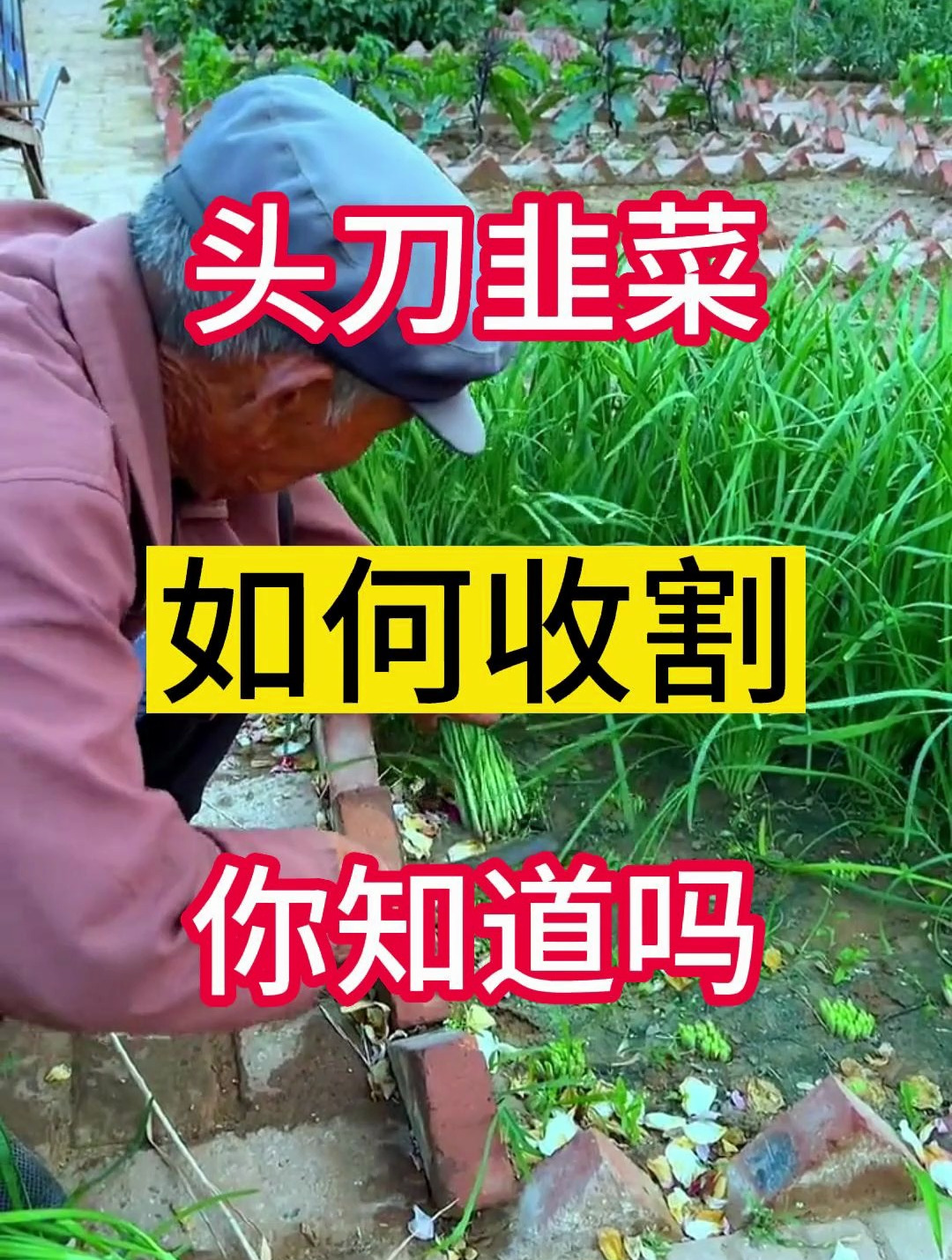 种植韭菜讲究三刀?看完这个视频只需30秒就能告诉你如何割韭菜