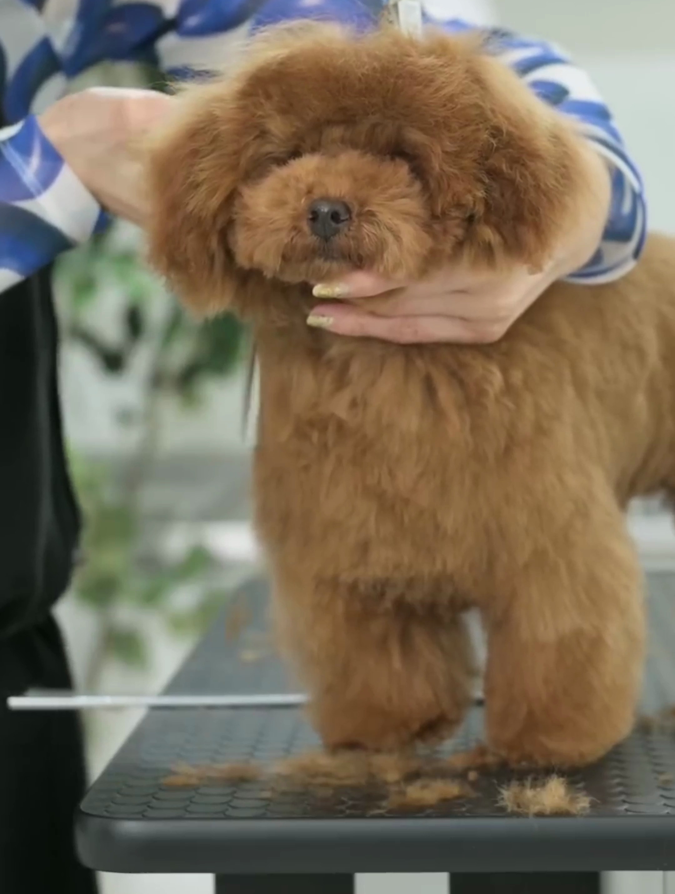 泰迪犬有哪些造型?泰迪剪什么造型好看