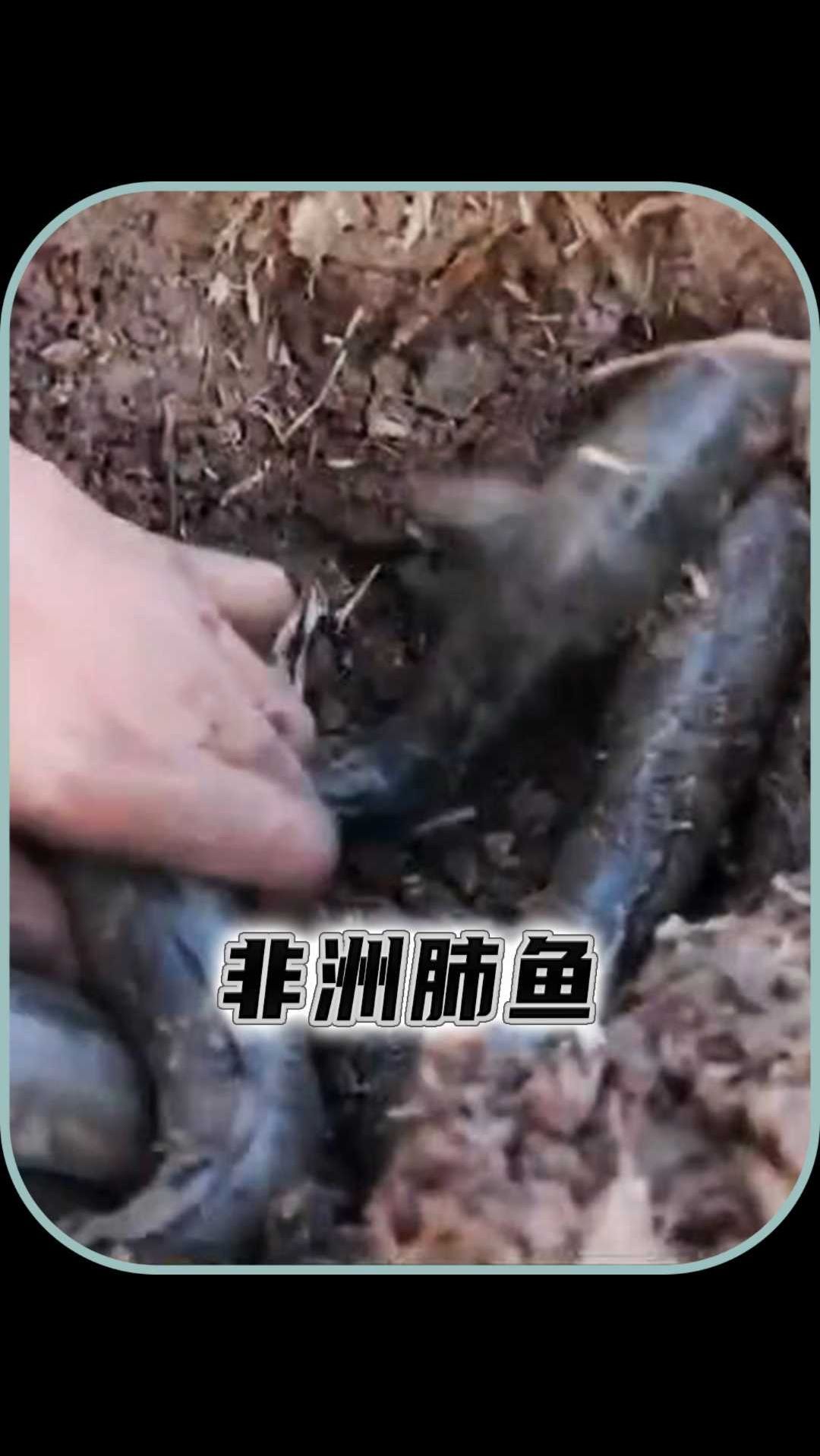 非洲肺鱼为什么可以在土里生存解释