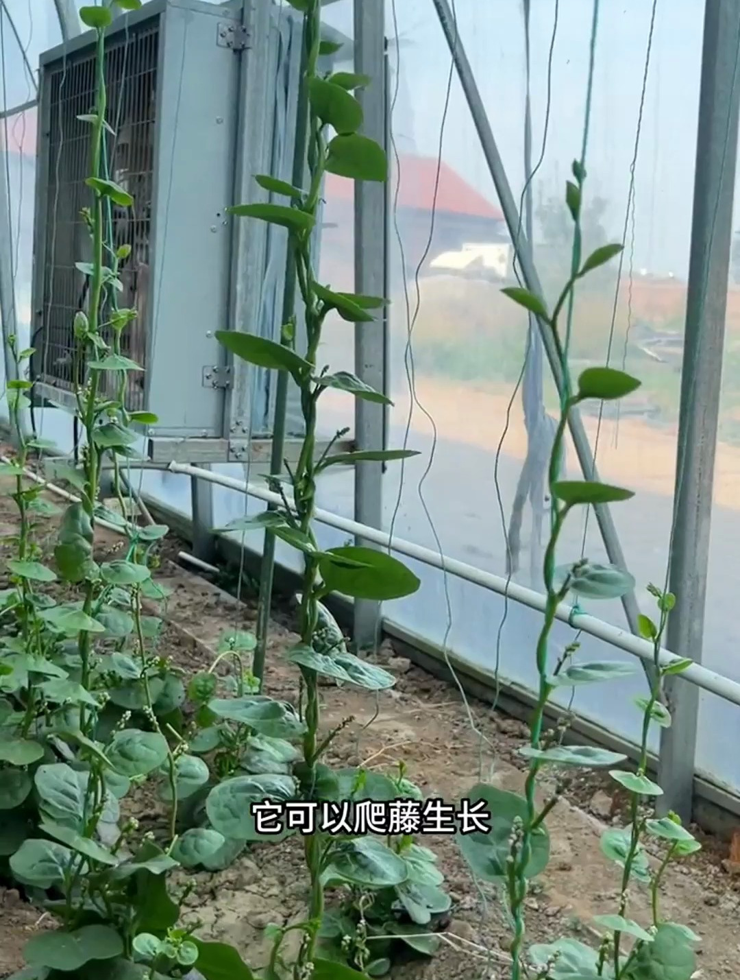 邻居把“猪耳菜”种在阳台,比绿萝还能爬,叶子还能炒了吃,真值