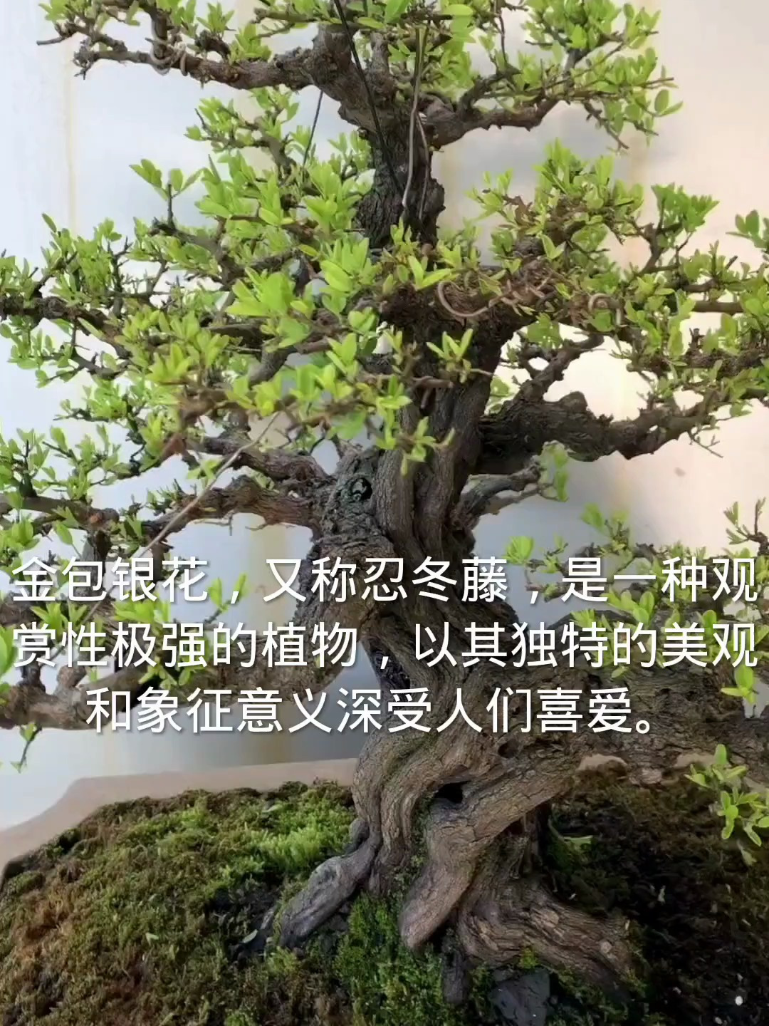 养金包银有什么好处?就凭这“2”点,怪不得都喜欢它!