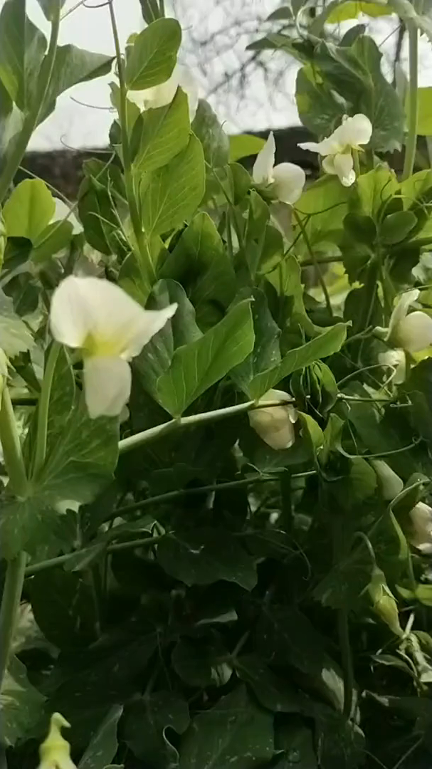 老母亲的小菜园,我的豌豆花视频素材