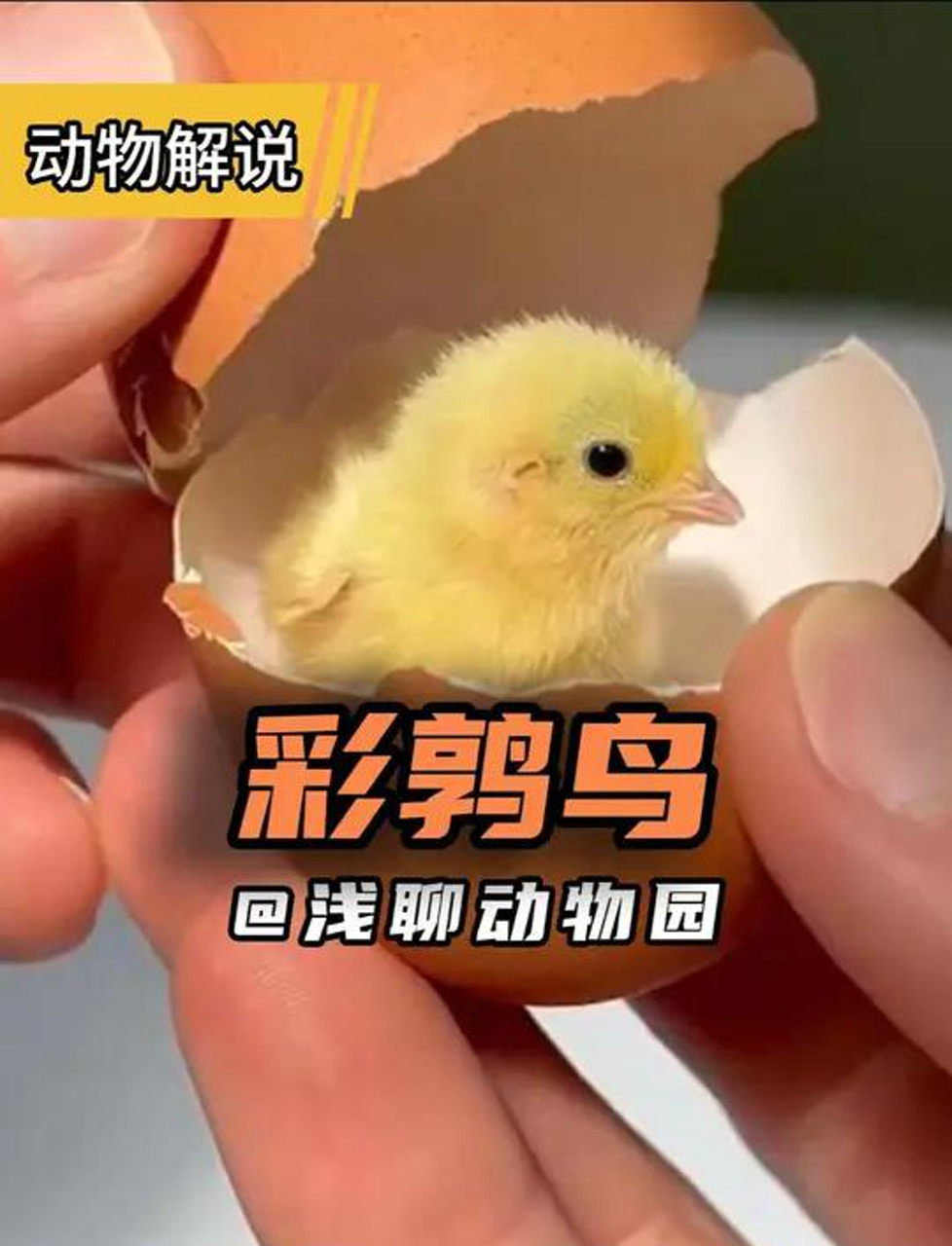 彩鹑鸟可爱的小鸡仔！