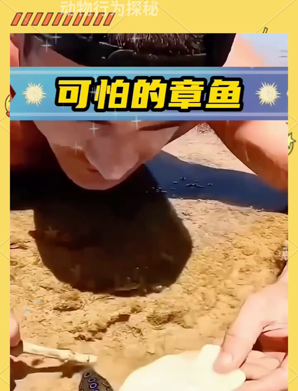 海边偶遇蓝圈章鱼,小伙儿带回家养着玩