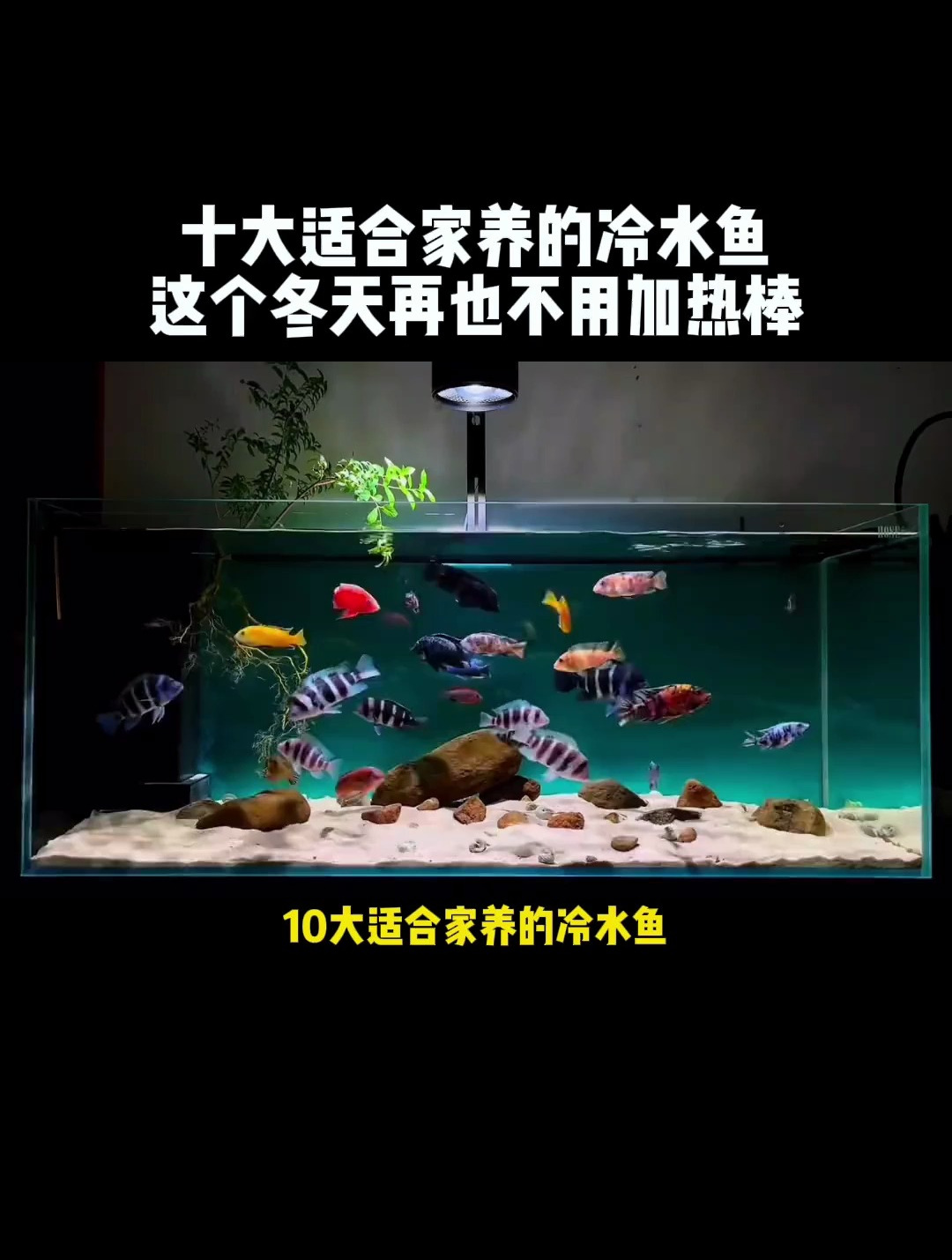 十大适合家养的冷水鱼?冬天再也不用加热棒!