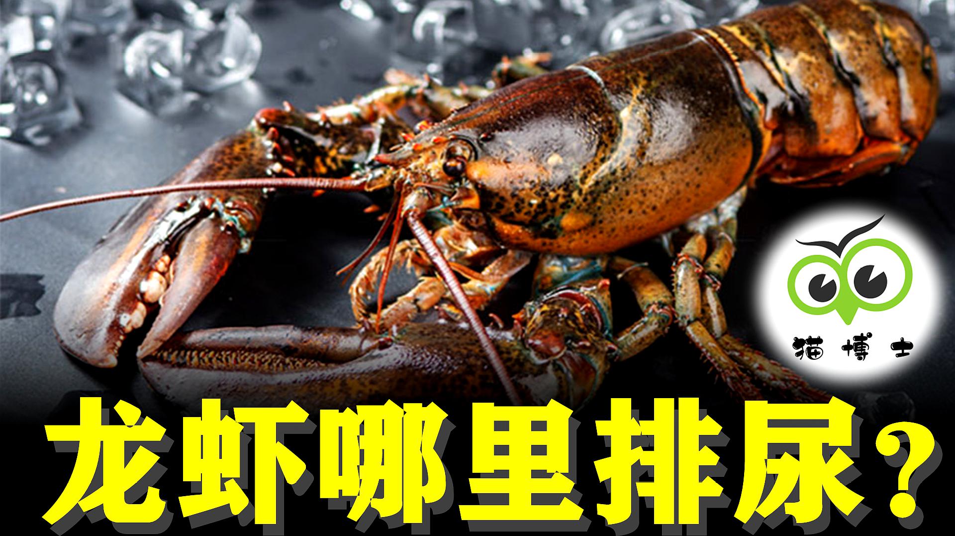 [图]龙虾是怎么排尿的?看完你还觉得“香”吗?
