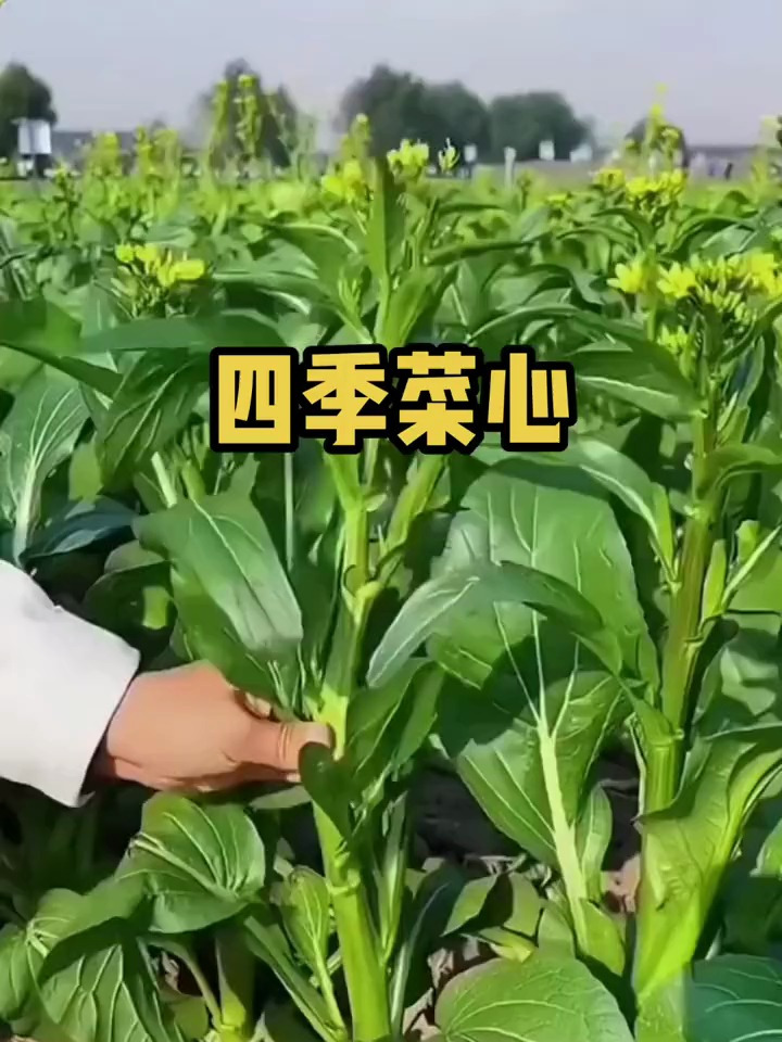 好种又好吃的四季菜心,掐着吃长得快,撒籽就长一片!