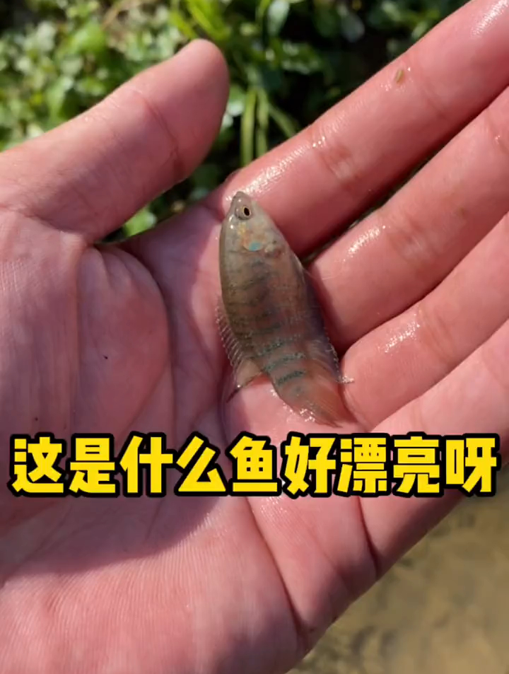 这是什么鱼好漂亮