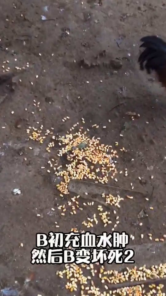 肉鸡肺坏死变黑怎么办肉鸡肺部发黑的原因鸡肺部发黑什么原因鸡肺黑了是怎么回事